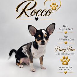 AKC Rocco - Merle male Chihuahua puppy in Columbus, Nebraska from Prancy Pawz
