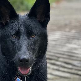 German Shepherds from Urekar Haus
