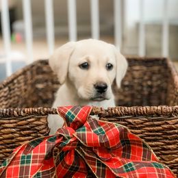 Labrador Retriever Puppies from Scioto Labradors