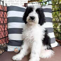 Breezy - Parti female Double Doodle puppy in Southwest Ranches, Florida from Dandy Doodle Ranch