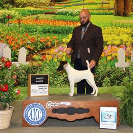 Tinsel - Smooth Fox Terrier