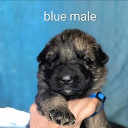 Boy 6 - Black and red male German Shepherd puppy in Holden, Missouri from Vacker Warin Engel