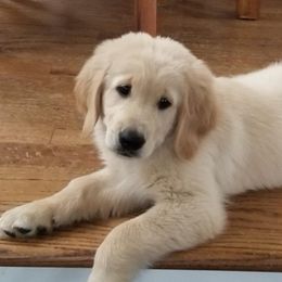Golden Retriever, Goldendoodle, and Sheepadoodle Puppies from Guppy Puppies