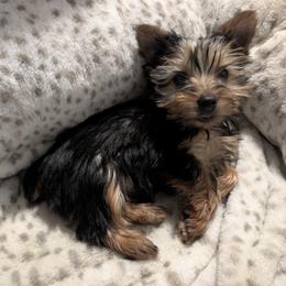 Faith - Black and tan female Yorkshire Terrier puppy in Columbia, South Carolina from Ariadna Boyd