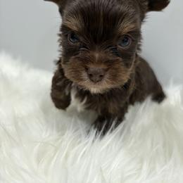 Crypto - Chocolate, tan and white male Yorkshire Terrier puppy in Lynwood, Illinois from SaintNicksWay