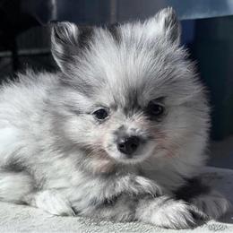 Max - Blue merle male Pomeranian puppy in Los Angeles, Santa Clarita, California from LT_Poms