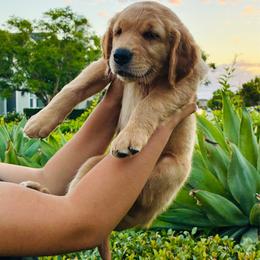 Athena - Light golden female Golden Retriever puppy in Santa Ana, California from American Golden Retrievers