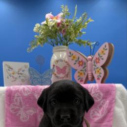 Pink - Black female Labrador Retriever puppy in Heath Springs, South Carolina from Rich Hill Retrievers