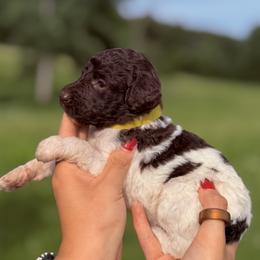 Lily (Yellow Collar Female) - Parti female Poodle puppy in Jasper, Georgia from Harrington Doodles & Poodles