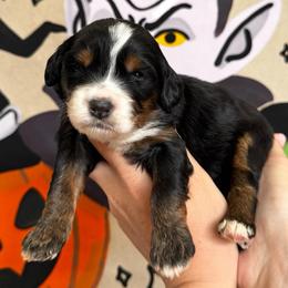 Pumpkin - Tri-color female Bernedoodle puppy in Bountiful, Utah from EasyBreezyDoodles