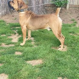 Boerboel All Grown Up from Cascade Boerboels