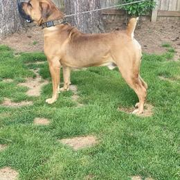 Boerboel All Grown Up from Cascade Boerboels