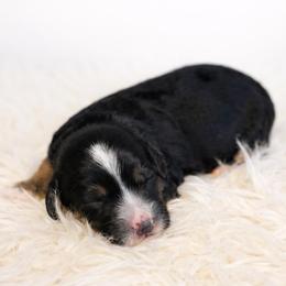 Boy 1 - male Bernedoodle puppy in Travelers Rest, South Carolina from Bernedoodle.do