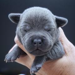 Acorn - Blue female Staffordshire Bull Terrier puppy in Dallas, Texas from Wild Blue Staffords