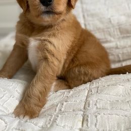 Goldendoodle Puppies from Whidbey Goldendoodles