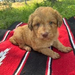 Rubble - Gold male Bordoodle puppy in Winnsboro, Texas from Pecan Grove Pups