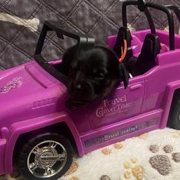 ZUMA - Black female Dachshund puppy in Elizabethtown, Kentucky from Teeny Tiny Puppy Tails