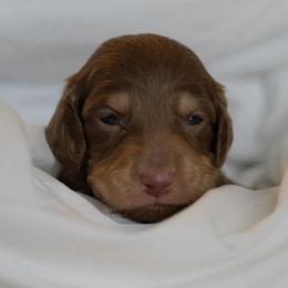 Tigger - Chocolate and cream male Dachshund puppy in Memphis, Tennessee from Lone River Dachshunds