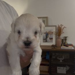 Male 1 - White male Miniature Schnauzer puppy in Seagoville, Texas from JC miniature schnauzers