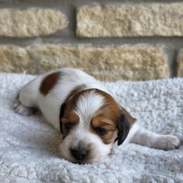 Pudding - Piebald female Dachshund puppy in Evansville, Indiana from Pixie Dust Dachshunds