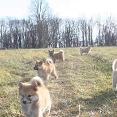 Icelandic Sheepdog Puppies from Valhalla Icelandic Sheepdogs