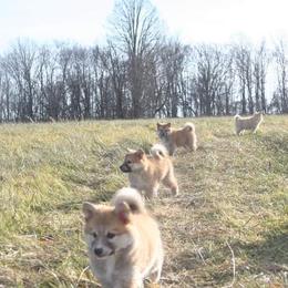 Icelandic Sheepdog Puppies from Valhalla Icelandic Sheepdogs