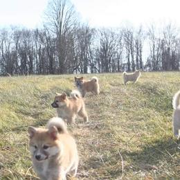 Icelandic Sheepdog Puppies from Valhalla Icelandic Sheepdogs