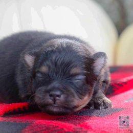 Ivy - Black and tan female Pomeranian puppy in Bremen, Indiana from AMS Pomeranians and Pomskies in Indiana