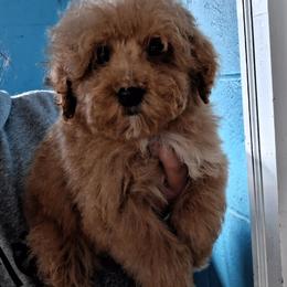 Draggo - Apricot male Goldendoodle puppy in Milwaukwe, Wisconsin from Wisconsin Doodles