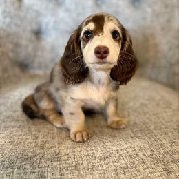 Dudley - Chocolate and cream male Dachshund puppy in Fort Gibson, Oklahoma from Cooper’s Dachshunds