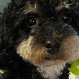 Kuper - Poodle