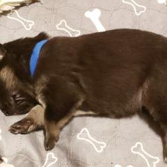 Lapponian Herder Puppies from Kaunis Joki Kennels