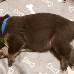 Lapponian Herder Puppies from Kaunis Joki Kennels