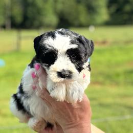 Cash - Blue Boy - Parti male Miniature Schnauzer puppy in Oneonta, Alabama from Murphree Valley Kennels