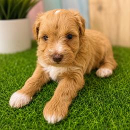 Blanche - Wheaten female Miniature Schnauzer puppy in Lufkin, Texas from C&K’s Schnauzer House