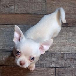 Mark 3750.00 - Cream male Chihuahua puppy in Callao, Virginia from Grace & Glory Chihuahuas