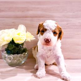 Pear - Parti male Goldendoodle puppy in Kissimmee, Florida from Poodle Doodle Kennels