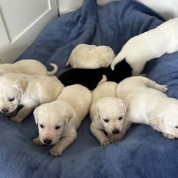 Labrador Retriever Puppies from Stonegate Labradors