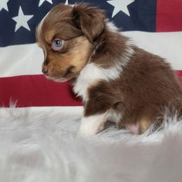 Boxer and Toy Australian Shepherd Puppies from LJK Boxers & Toy Aussies