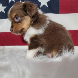 Boxer and Toy Australian Shepherd Puppies from LJK Boxers & Toy Aussies