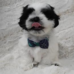 Enzo - Black and white male Shih Tzu puppy in Northridge, California from Our ShihTzu Family