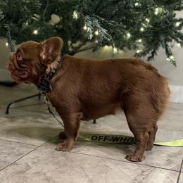 Eevee - French Bulldog