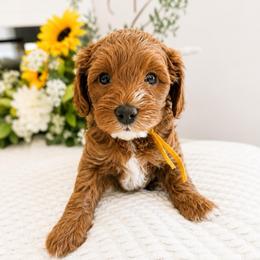 Ruth aka Suki - Red female Cavapoo puppy in Ephrata, Washington from Mustard Seed Doodle Co.
