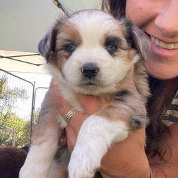 Cookies 'n Cream - Blue merle female Miniature Australian Shepherd puppy in Sonora, California from Quarle Ranch Mini Aussies