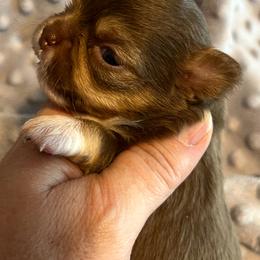Chihuahua Puppies from Home Grown Chihuahuas From Iowa