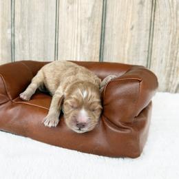 Rosie - Red female Cavapoo puppy in Wamego, Kansas from Doodles of Oz