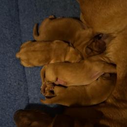 Girl 3 - Yellow female Labrador Retriever puppy in Littlefield, Arizona from Susan Burkey