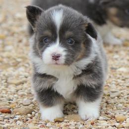 Bluie Female - Blue female Pembroke Welsh Corgi puppy in Cameron, Texas from Moonstone Corgis & Frenchies