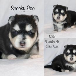 Snooky Poo - Black and white male Pomsky puppy in Denham Springs, Louisiana from Bayouland Pomskies