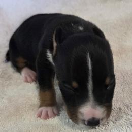 Boy 12 - Black tan and white male Rat Terrier puppy in Traverse, Michigan from Far North Rat Terriers